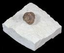 Partially Enrolled Lochovella (Reedops) Trilobite - Oklahoma #62923-1
